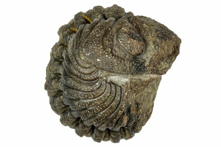Wide, Enrolled Morocops Trilobite - Morocco #347250